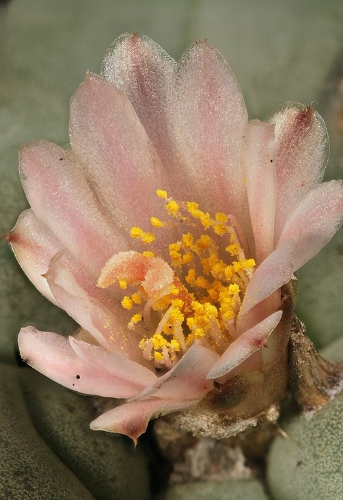 Bruce Brethauer - Lophophora williamsii, flower.jpg