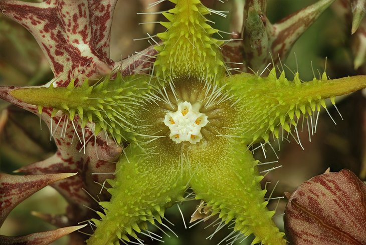 Bruce Brethauer - Orbea dummeri, flower.jpg