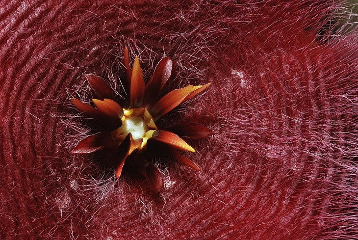 Bruce Brethauer - Stapelia sp flower detail.jpg
