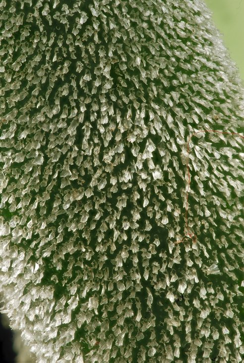 Bruce Brethauer - Tillandsia caput-medusae, trichomes.jpg