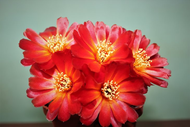 Sulcorebutia frankiana v.spinosior VS 460