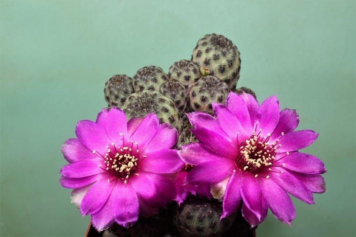 Sulcorebutia  rauchii