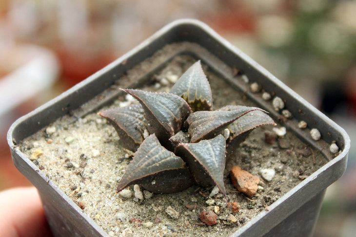 Haworthia badia v. badia Napier, west of town