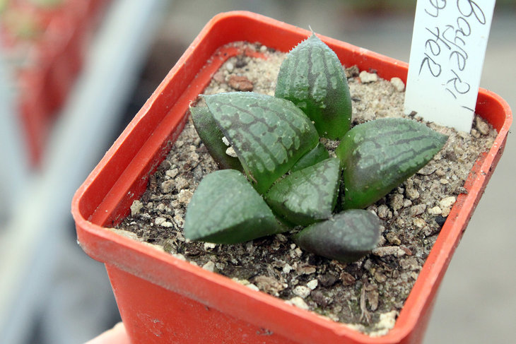 Haworthia bayeri cv. Jupiter