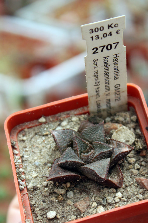 Haworthia koelmaniorum v. mcmurtryi GM272