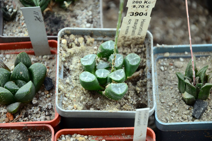 Haworthia maughanii
