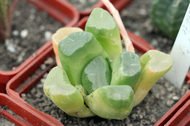 Haworthia maughanii (yellow)
