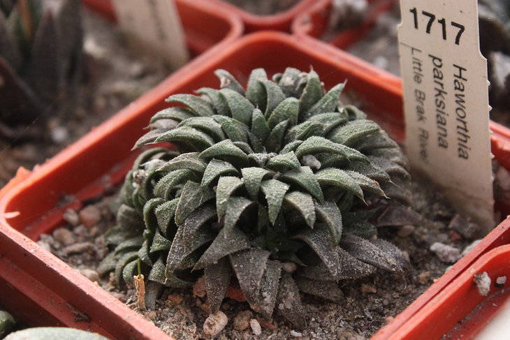 Haworthia parksiana Little Brak river