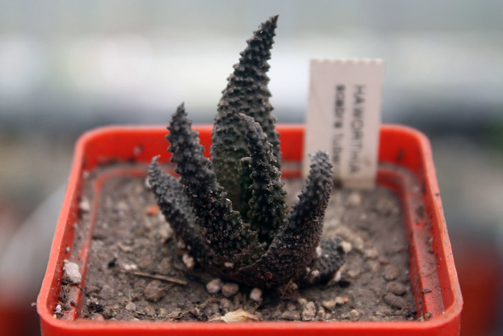 Haworthia scabra v. tuberculata