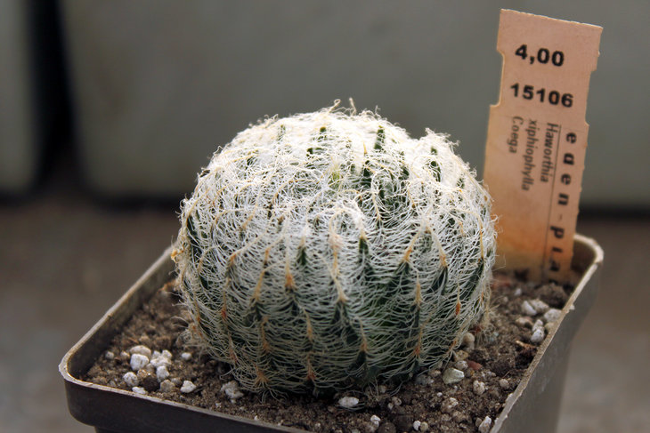 Haworthia xiphiophylla Coega