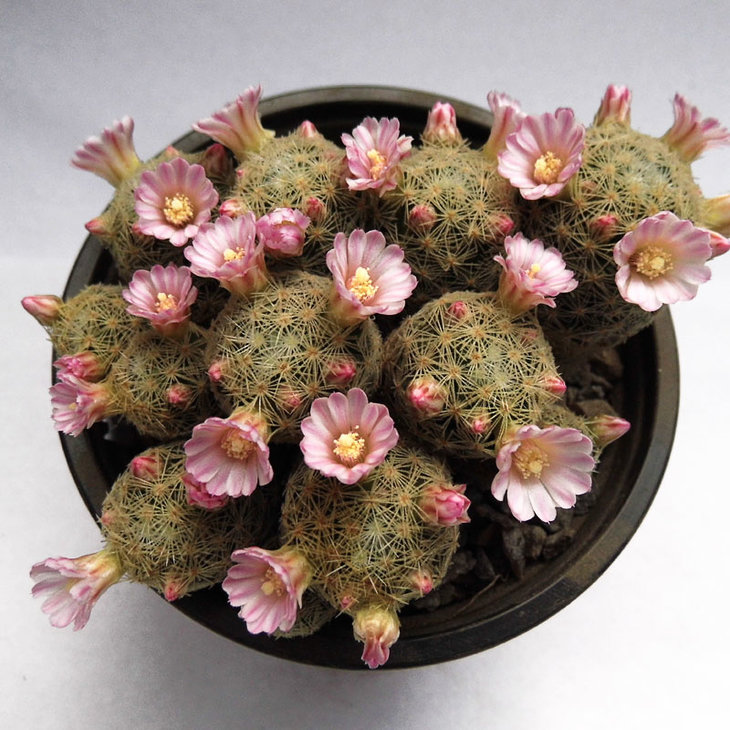 Mamillaria giselae