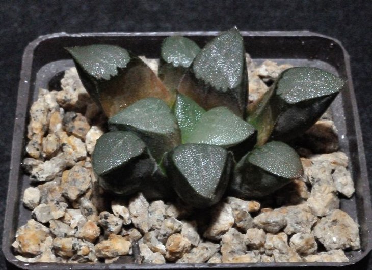 Haworthia bayeri