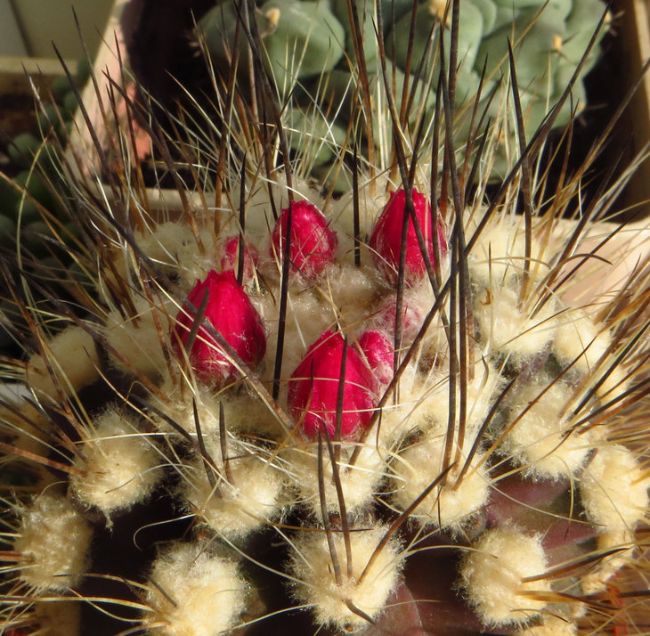 Neoporteria villosa