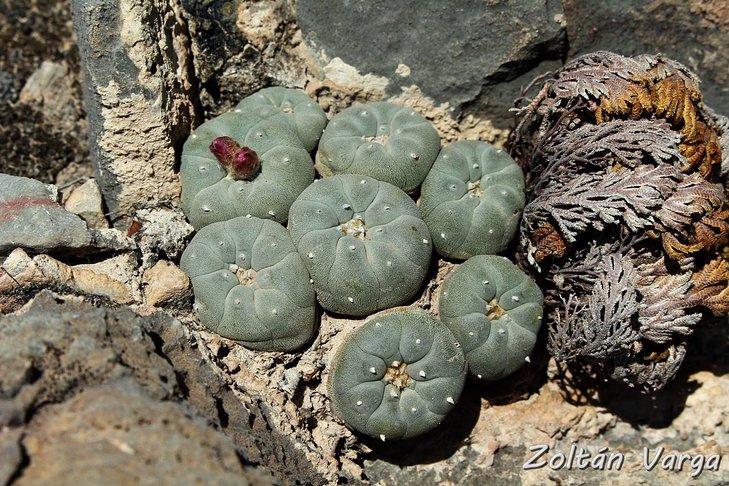 Lophophora fricii La Pe, фото Zoltan Varga