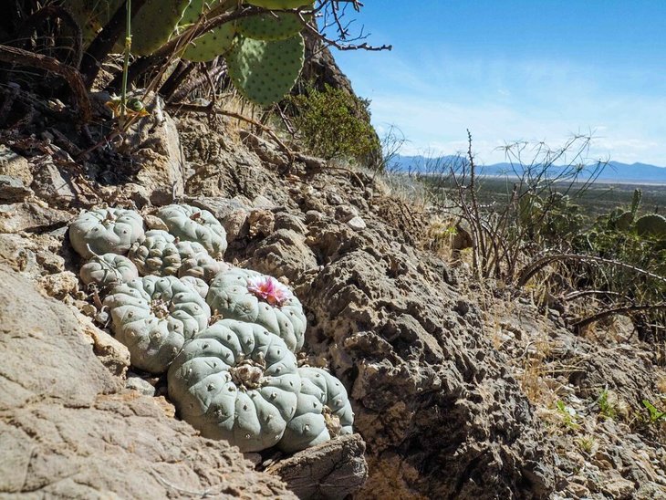 Lophophora fricii, Sierra Zavaleta, фото Vlastimil Lukeš