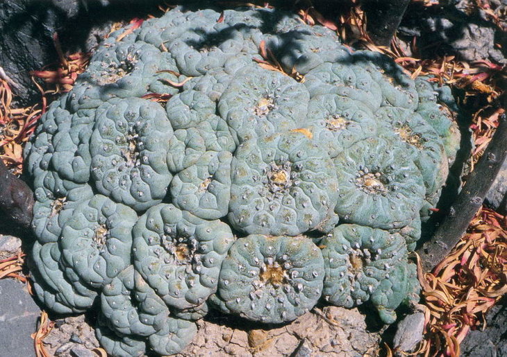 Lophophora fricii, Sierra Zavaleta, фото Bohata/Snicer/Mysak