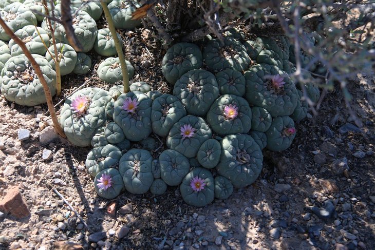 Lophophora fricii, El Amparo, фото Evgeniy Safronoff