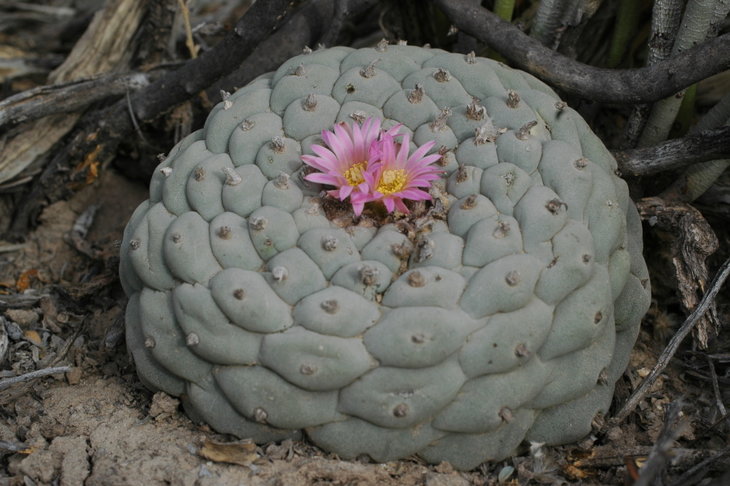 Lophophora fricii, El Amparo, фото J.Snicer