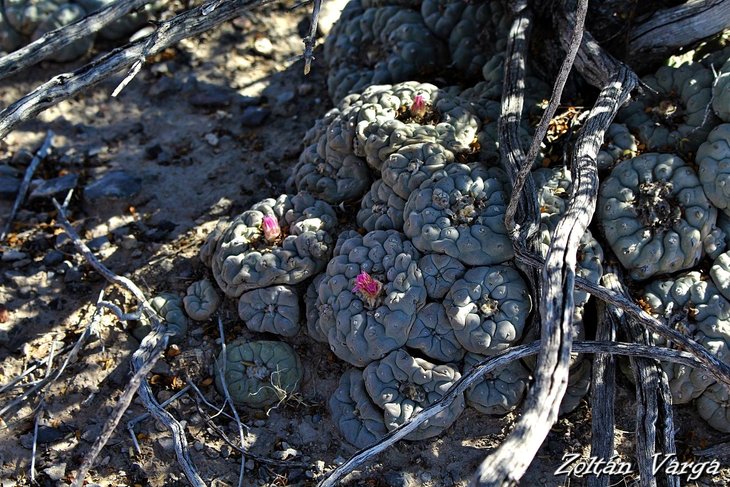 Lophophora fricii, El Amparo, фото Zoltán Varga