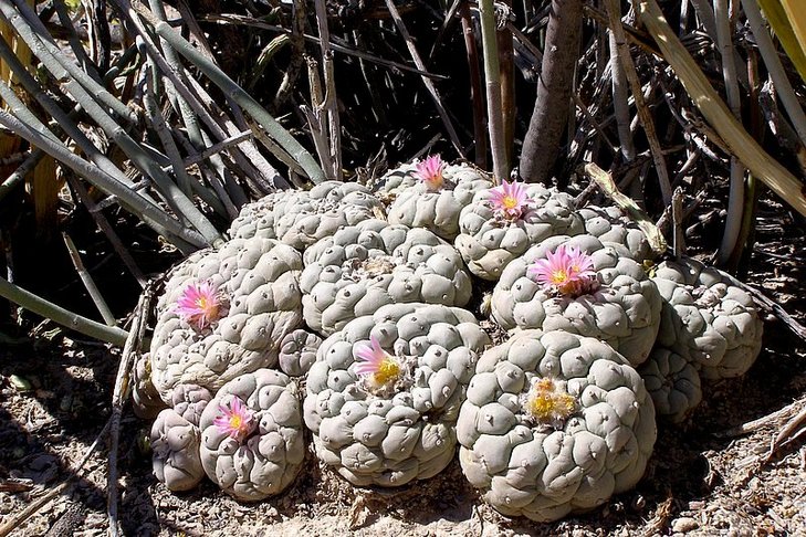 Lophophora fricii, El Amparo, автора не помню