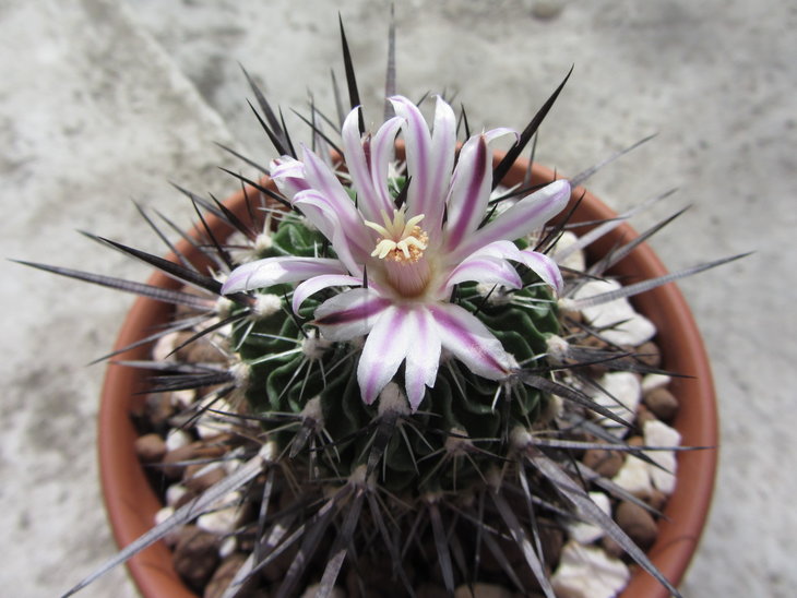 Echinofossulocactus Lamellosus