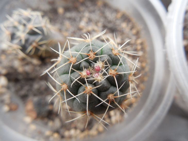 Gymnocalycium andreae_1.JPG