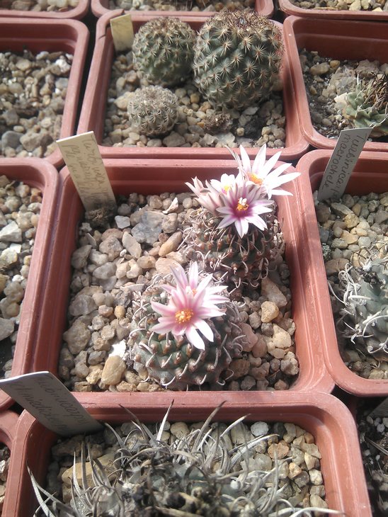 Turbinicarpus panarottoi
