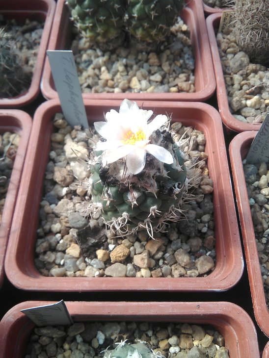 T. lophophoroides