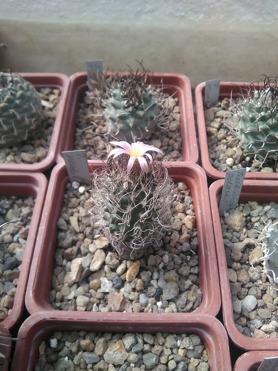 T. pseudomacrochele
