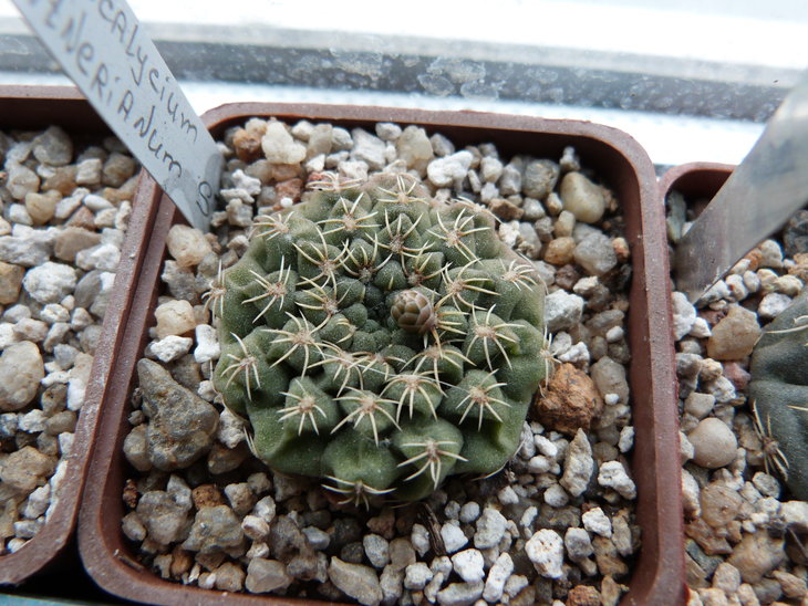 P1030579.JPG