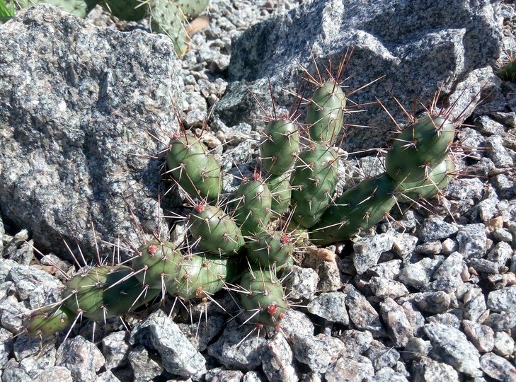 Opuntia fragilis