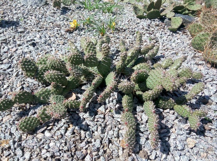 Opuntia fragilis cv. ''Freiberg''