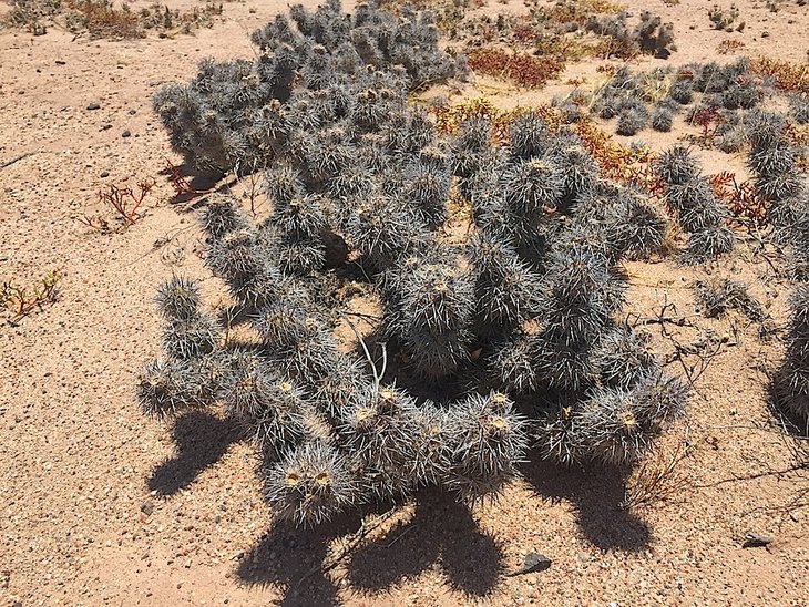 tephrocactus alexanderi