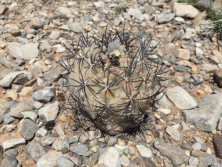 pyrrhocactus villicumensis