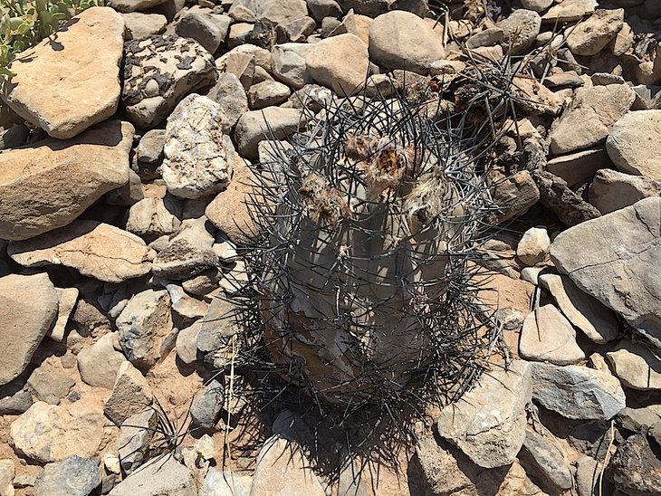 pyrrhocactus villicumensis
