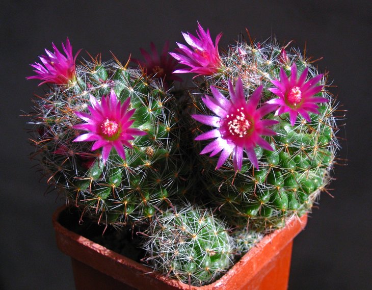 Mammillaria zeilmanniana