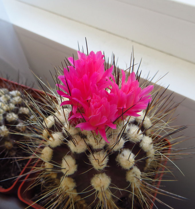 Neoporteria villosa