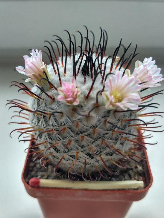 Mammillaria perezdelarosae