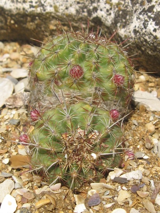 viridiflorus.JPG