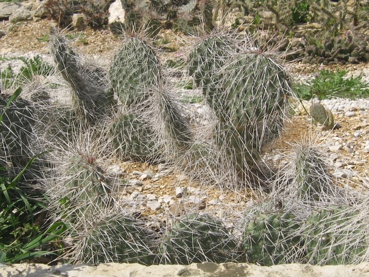 polyacantha.JPG