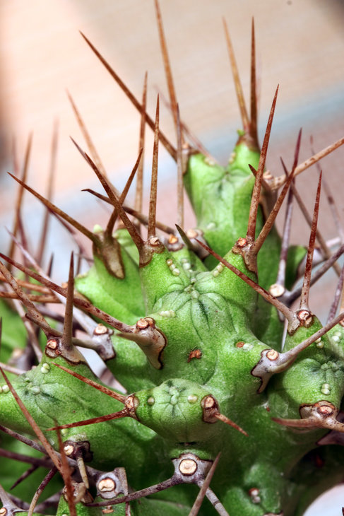 Euphorbia atrox