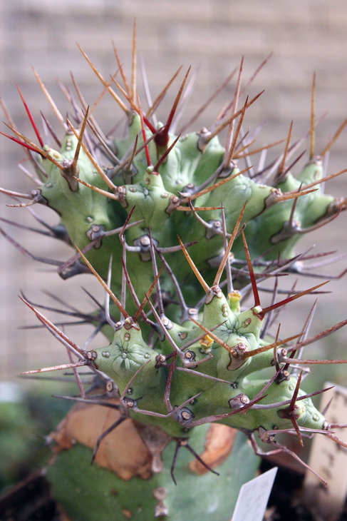 Euphorbia atrox