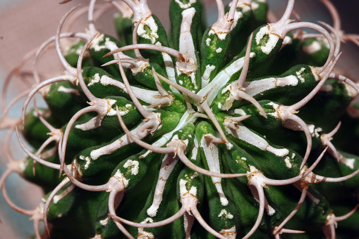 Euphorbia columnaris