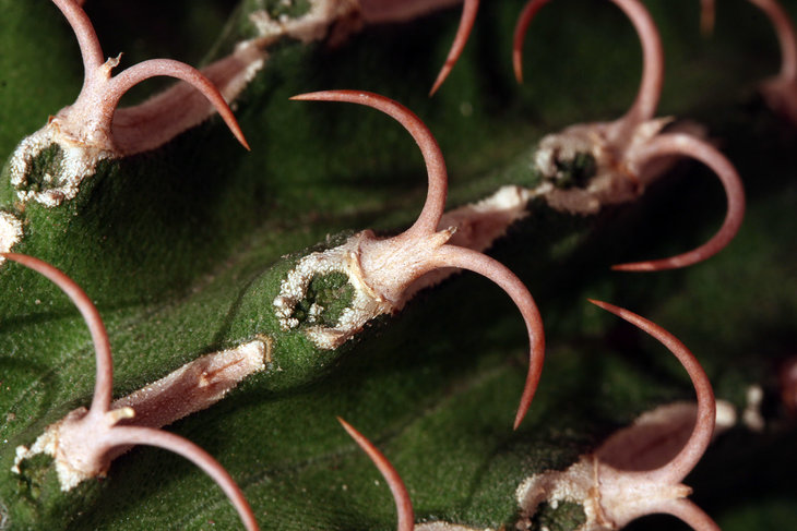 Euphorbia columnaris