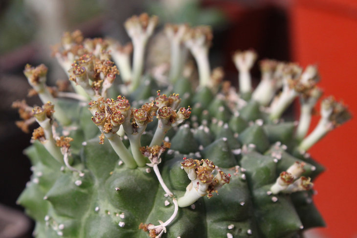 Euphorbia gymnocalycioides (цветение)