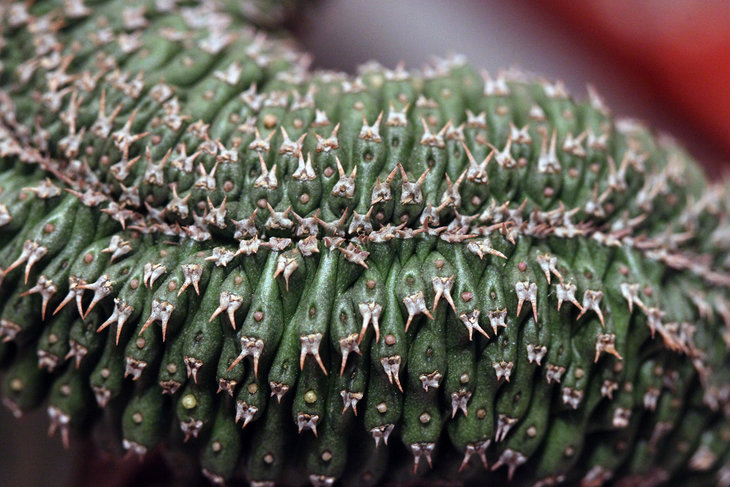 Euphorbia philipsioides f. cristata
