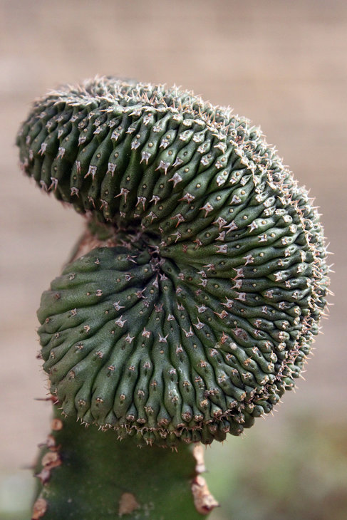 Euphorbia philipsioides f. cristata