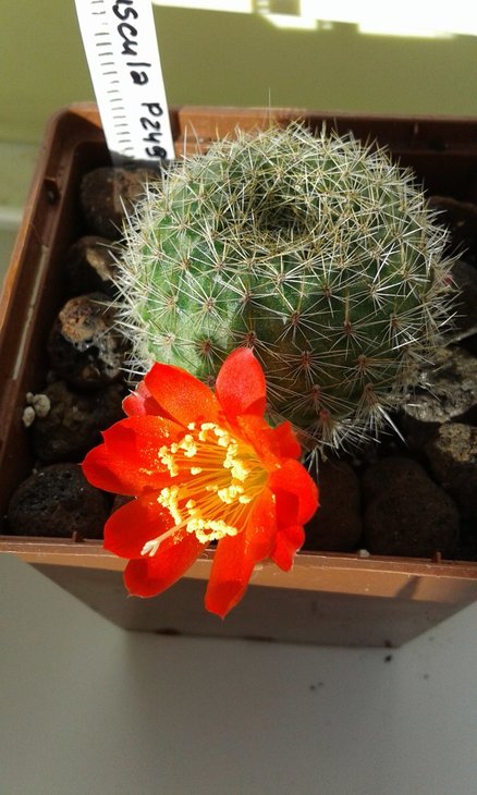 rebutia minuscula P249