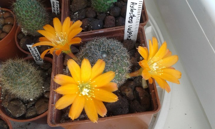 aylostera vulpina