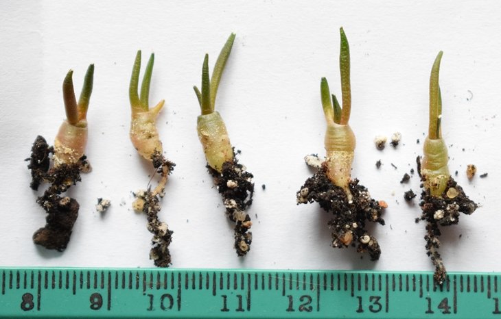 ariocarpus kotschoubeyanus